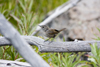 Winter Wren (tentative)